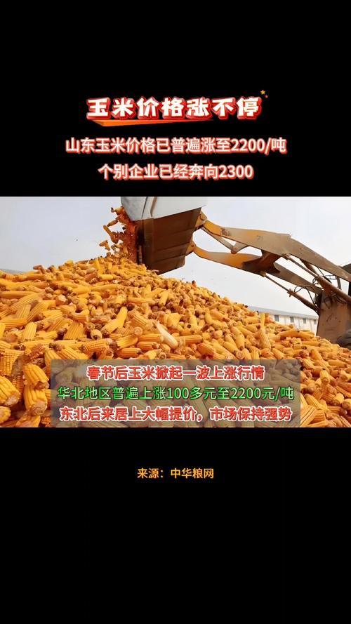玉米现货价格行情_中国玉米网价格行情发布_山东玉米市场分析
