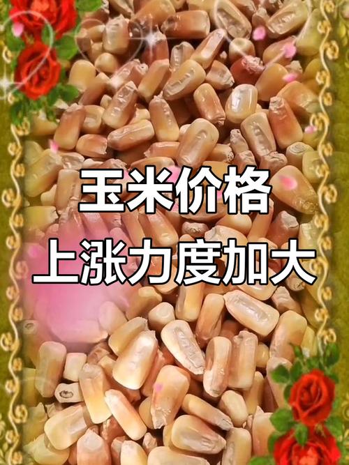 玉米现货价格行情_山东玉米价格走势分析_中国玉米网价格行情发布