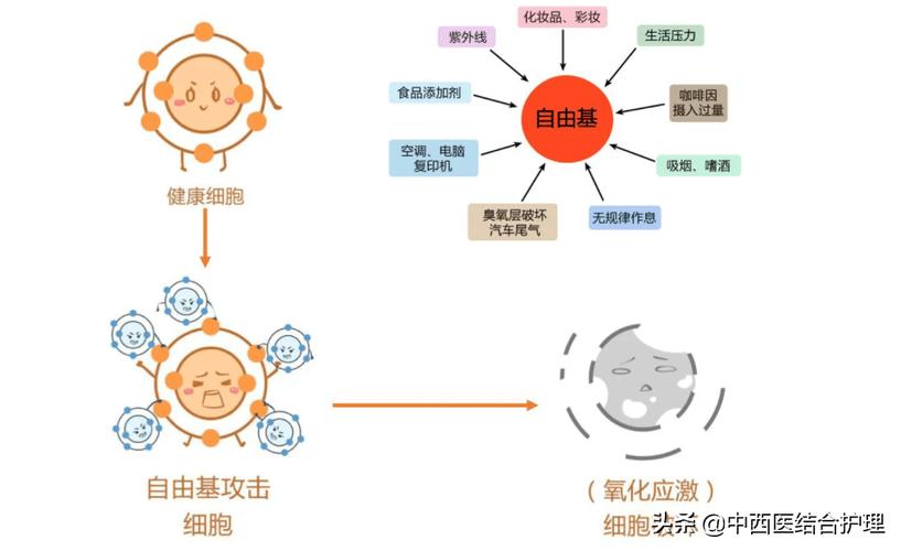 维生素概念股票_维生素分类 脂溶性维生素 水溶性维生素